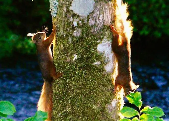 The Carriage - A First Class Experience Holiday home Ullock